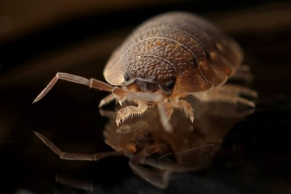 PEST CONTROL STEVENAGE, Hertfordshire. Pests Our Team Eliminate - Bed Bugs.