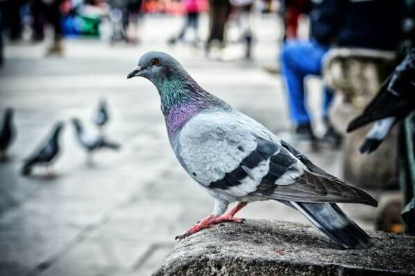 PEST CONTROL STEVENAGE, Hertfordshire. Pests Our Team Eliminate - Pigeons.