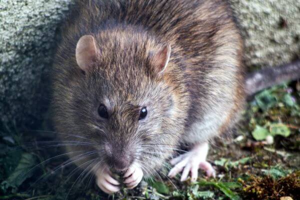 PEST CONTROL STEVENAGE, Hertfordshire. Pests Our Team Eliminate - Rats.