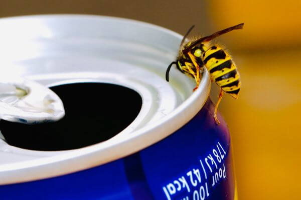 PEST CONTROL STEVENAGE, Hertfordshire. Pests Our Team Eliminate - Wasps.